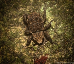 Nechyrus incomptus
