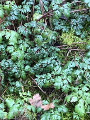 Geranium robertianum