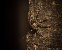 Prosoplus bakewellii