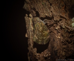 Cotylana angustifrons