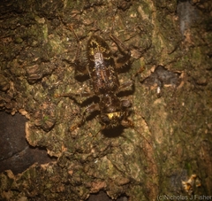 Stigmatium mastersii