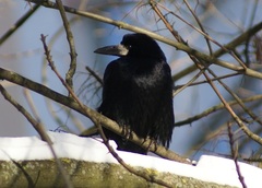 Corvus frugilegus