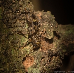 Stigmatium mastersii