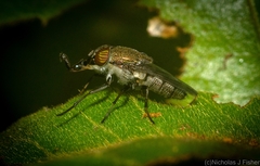 Stomorhina subapicalis