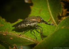 Stomorhina subapicalis