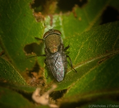 Stomorhina subapicalis