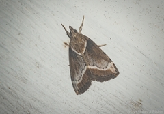 Otiophora leucura