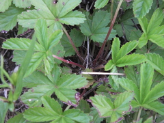 Potentilla kleiniana