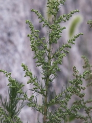 Artemisia capillaris