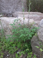 Vitex negundo heterophylla