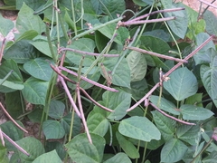 Vigna unguiculata cylindrica