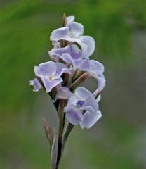 Tillandsia streptocarpa