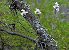Tillandsia streptocarpa