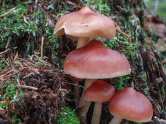 Rhodocollybia prolixa