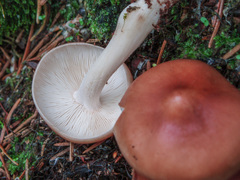 Rhodocollybia prolixa