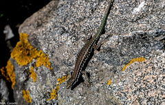 Podarcis tiliguerta