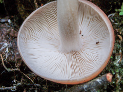 Rhodocollybia prolixa