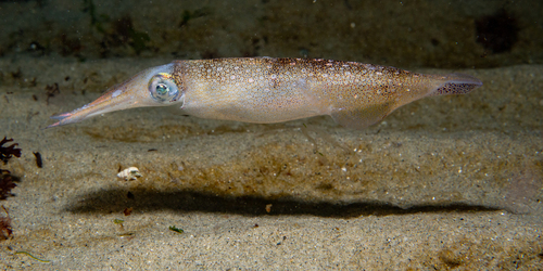 Longfin Inshore Squid
