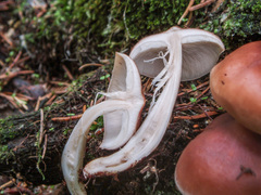 Rhodocollybia prolixa