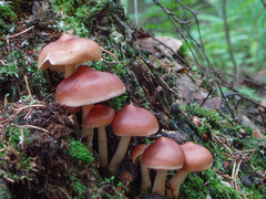 Rhodocollybia prolixa