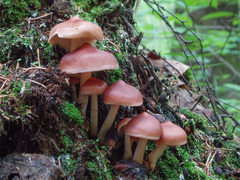 Rhodocollybia prolixa