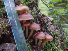 Rhodocollybia prolixa