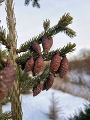 Picea purpurea