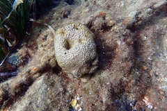 Irciniidae