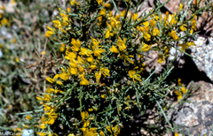 Genista salzmannii