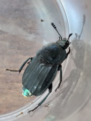 Thanatophilus micans