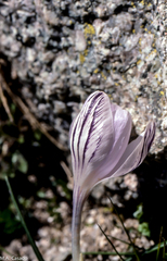 Crocus corsicus