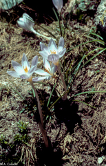 Crocus corsicus