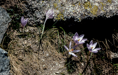 Crocus corsicus