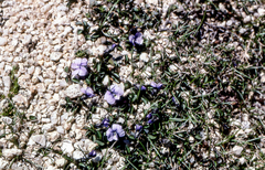 Viola nummulariifolia