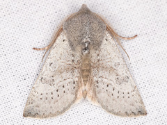 Orthosia pulchella