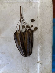 Aristolochia