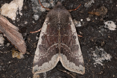 Orthosia pulchella