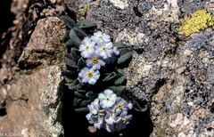 Myosotis corsicana