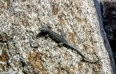 Archaeolacerta bedriagae