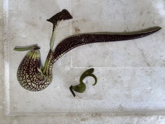 Aristolochia