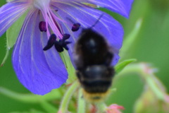 Bombus ruderarius