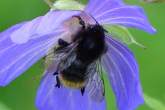 Bombus ruderarius