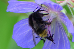 Bombus ruderarius