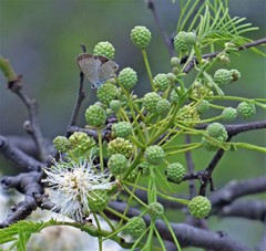 Anadenanthera colubrina