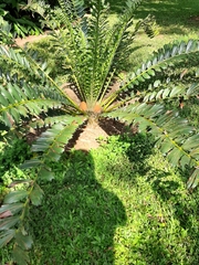Encephalartos ferox