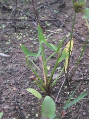Sagittaria trifolia