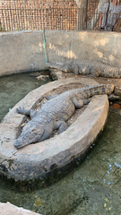 Crocodylus