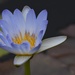 Blue Water Lily - Photo (c) Jenny, some rights reserved (CC BY-NC), uploaded by Jenny