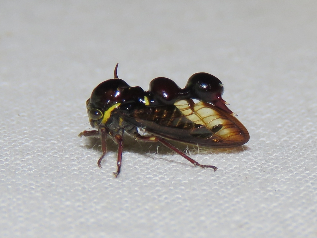 Heteronotus mourei