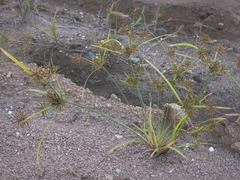 Cyperus orthostachyus